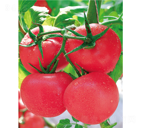 ʢ����̖(h��o)-���ѷN��-����