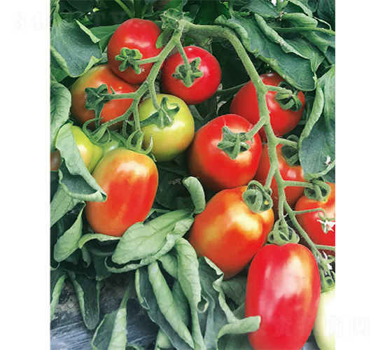 �R��˹-���ѷN��-����