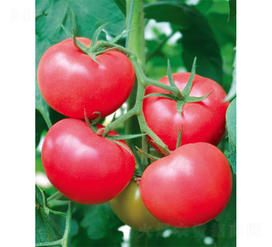 ���˶�-���ѷN��-����