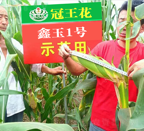 鑫玉1號-玉米種子-冠王花