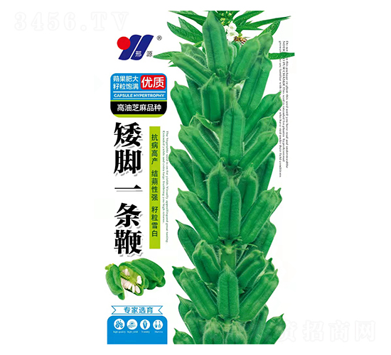 矮腳一條鞭-芝麻種子-邢源農(nóng)業(yè)