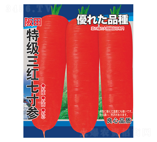 三紅七寸參-蘿卜種子-邢源農業(yè)