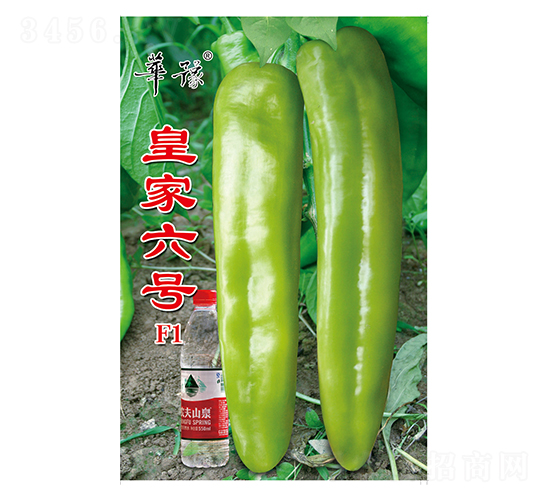 皇家六號(hào)F1-辣椒種子-邢源農(nóng)業(yè)