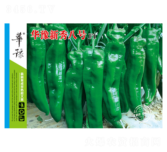 華豫新秀八號F1-辣椒種子-邢源農業(yè)