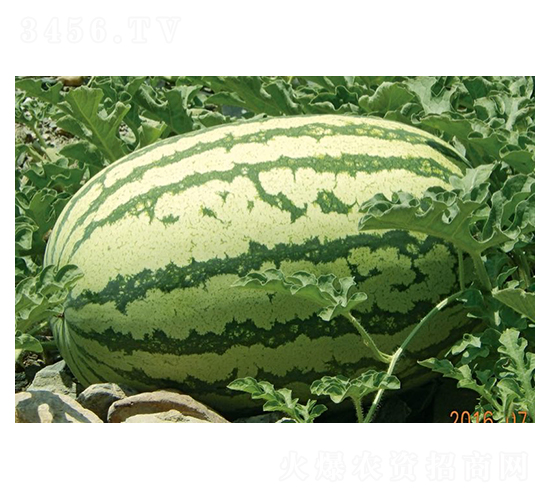 雙紅瓤金城五-西瓜種子-邢源農(nóng)業(yè)