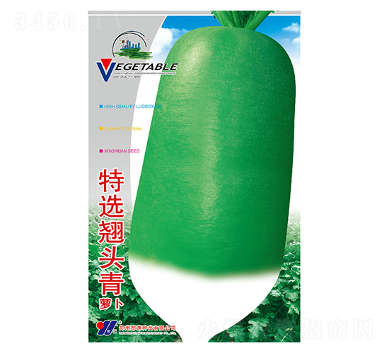 特選翹頭青-青蘿卜種子-邢源農(nóng)業(yè)