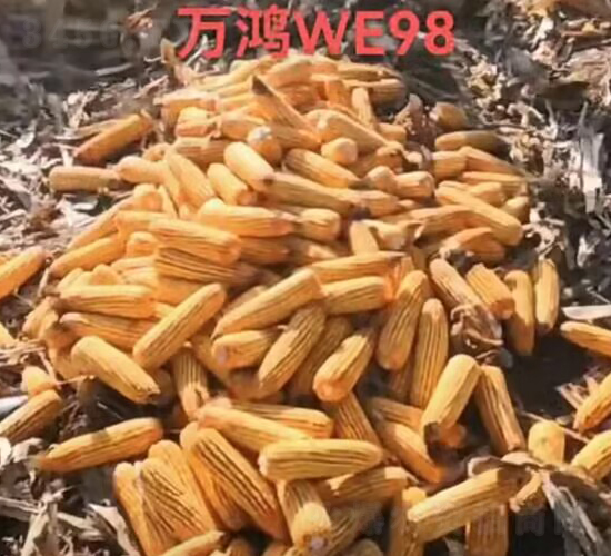 ���׷N��WE98-�f(w��n)���N�I(y��)