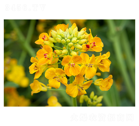 彩色油菜-恒禾種業(yè)