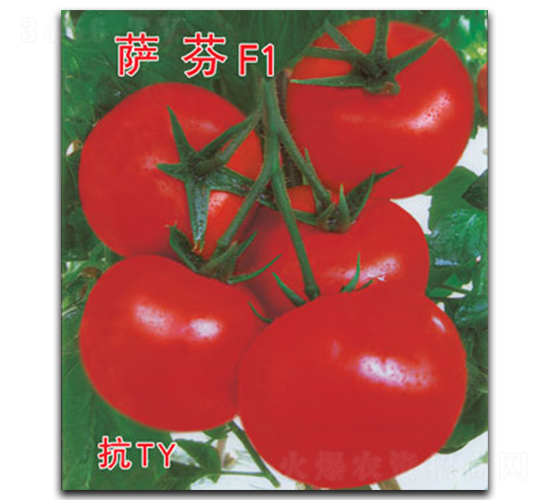 �_��-���ѷN��-�ٺ̹�