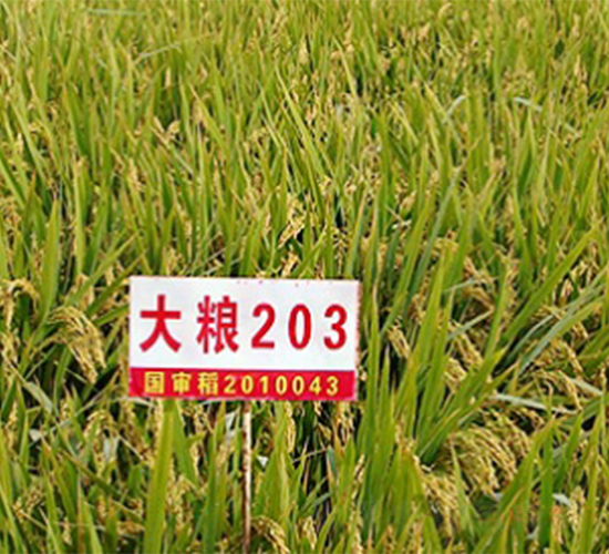 ��Z203-ˮ���N��-����N�I(y��)