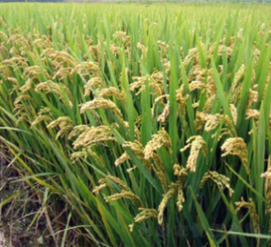 南粳44-水稻種子-明天種業(yè)