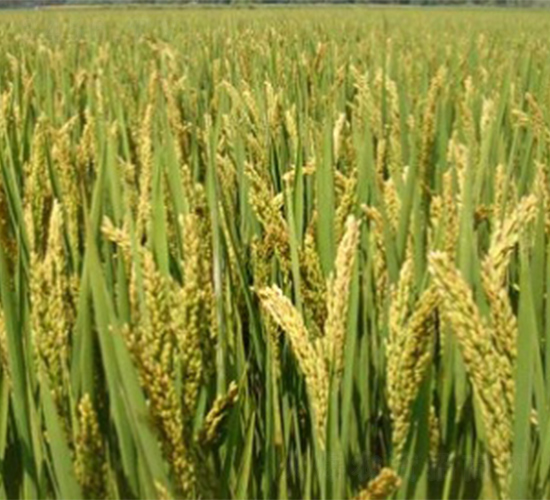 南粳52-水稻種子-明天種業(yè)