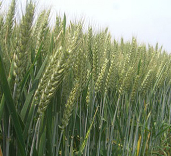 明麥1號(hào)-小麥種子-明天種業(yè)