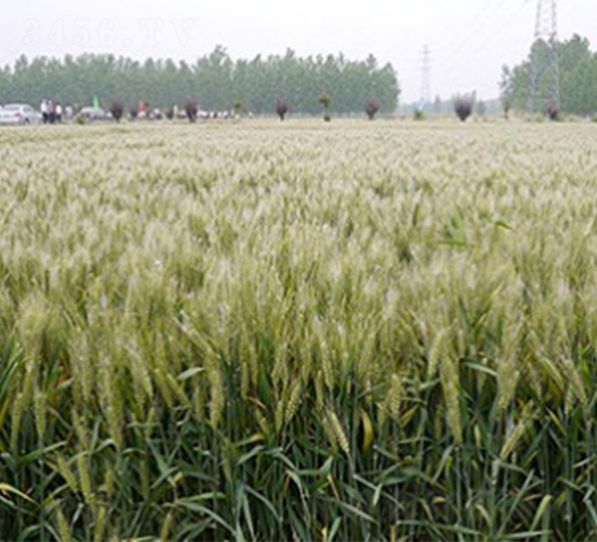 徐麥32-小麥種子-明天種業(yè)