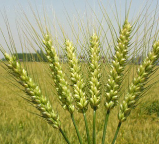 寧麥13-小麥種子-明天種業(yè)