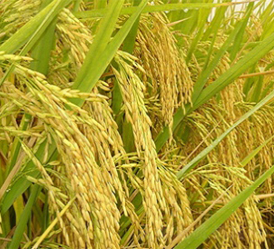 ��2��(y��u)6̖-ˮ���N��-����N�I(y��)