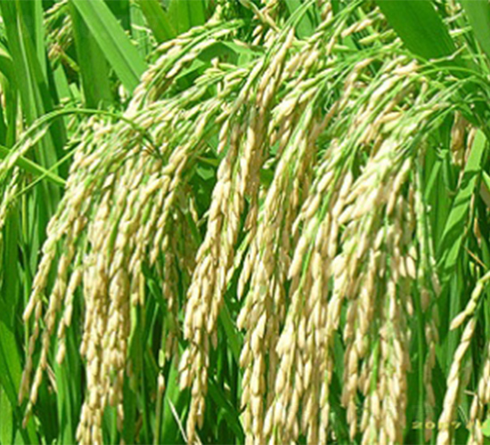 ����(y��u)938-ˮ���N��-����N�I(y��)