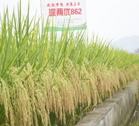 深兩優(yōu)862-水稻種子-明天種業(yè)