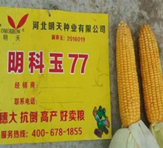 明科玉77-玉米種子-明天種業(yè)