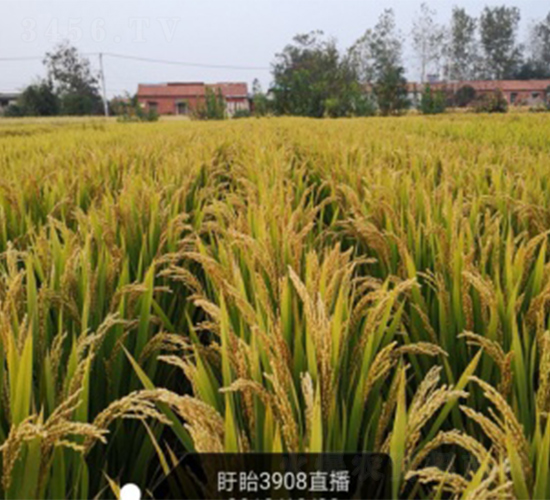 南粳3908-水稻種子-明天種業(yè)