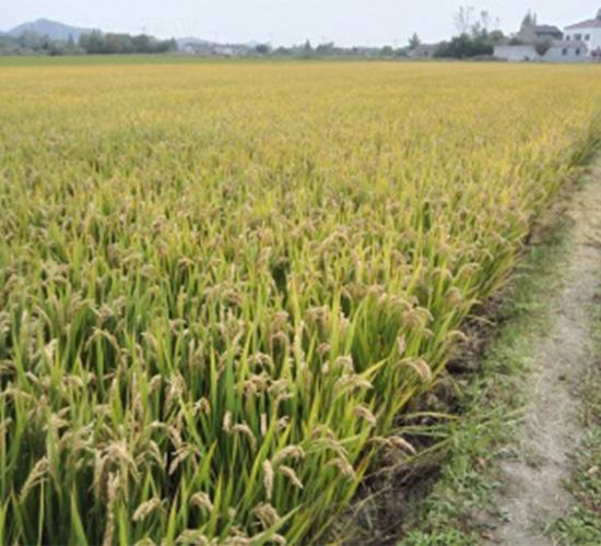 明糯1332-水稻種子-明天種業(yè)