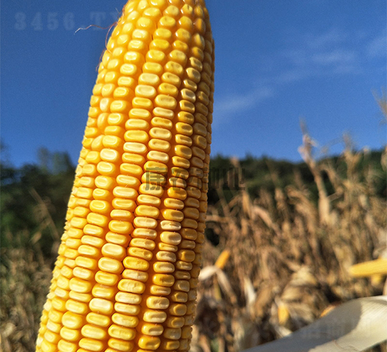 ���r(n��ng)��6̖-���׷N��-���r(n��ng)�N�I(y��)