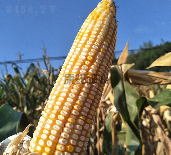 �y��333-���׷N��-���r(n��ng)�N�I(y��)