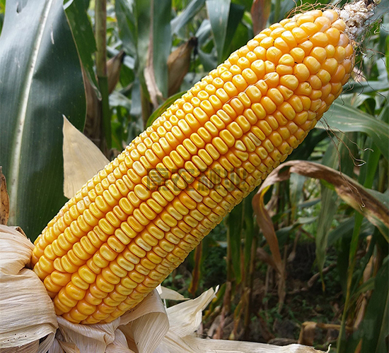 ���r(n��ng)20-���׷N��-���r(n��ng)�N�I(y��)