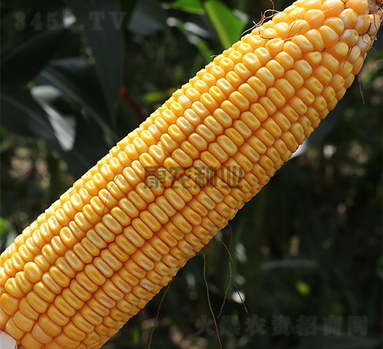 ���r(n��ng)��508-���׷N��-���r(n��ng)�N�I(y��)