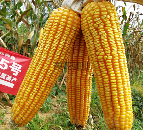 ���r5̖-���׷N��-���r�N�I(y��)