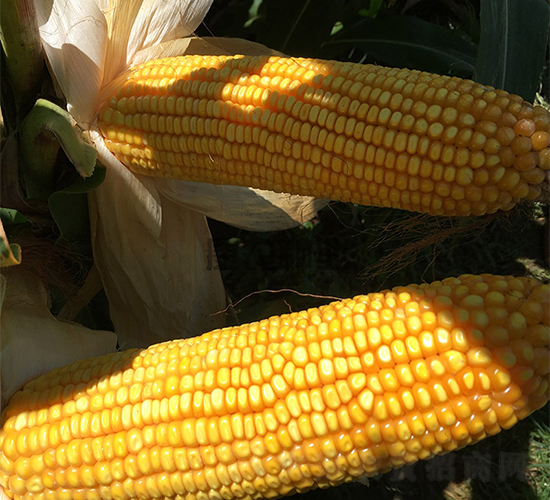 ����909-���׷N��-���r�N�I(y��)