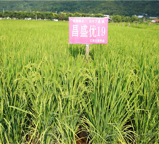 昌盛優(yōu)19-水稻種子-天涯種業(yè)