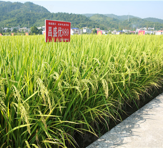 昌盛優(yōu)989-水稻種子-天涯種業(yè)