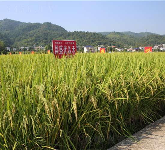 ��ʢ��(y��u)����-ˮ���N��-���ķN�I(y��)