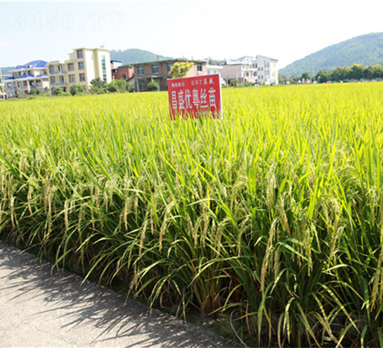 昌盛優(yōu)粵絲苗-水稻種子-天涯種業(yè)