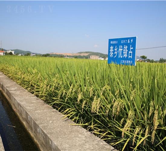 泰鄉(xiāng)優(yōu)鋒占-水稻種子-天涯種業(yè)