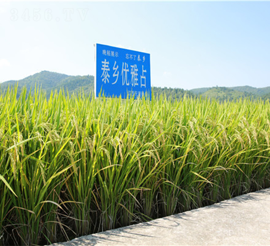 泰鄉(xiāng)優(yōu)雅占-水稻種子-天涯種業(yè)