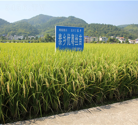 泰鄉(xiāng)優(yōu)粵絲苗-水稻種子-天涯種業(yè)