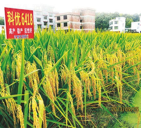 科優(yōu)6418-水稻種子-天涯種業(yè)