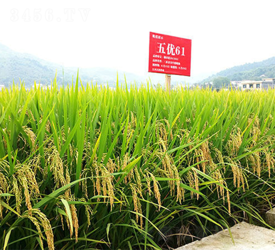 五優(yōu)61-水稻種子-天涯種業(yè)