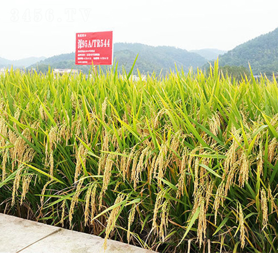 深優(yōu)星占-水稻種子-天涯種業(yè)