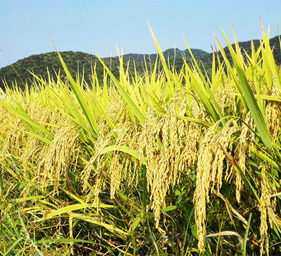 吉優(yōu)雅占-水稻種子-天涯種業(yè)