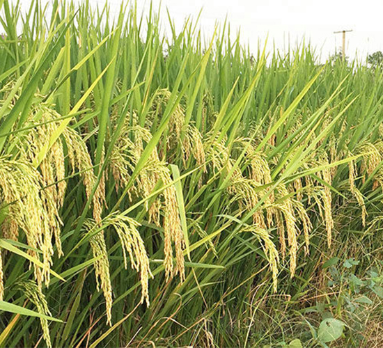 �샞(y��u)��ռ-ˮ���N��-���ķN�I(y��)