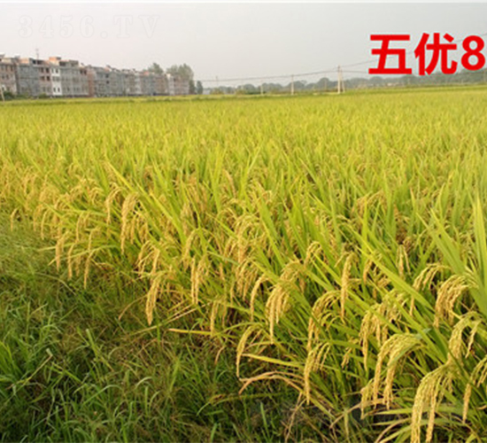 五優(yōu)821-水稻種子-天涯種業(yè)