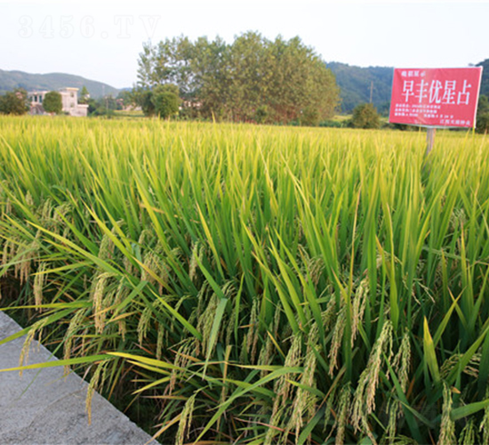 早豐優(yōu)星占-水稻種子-天涯種業(yè)