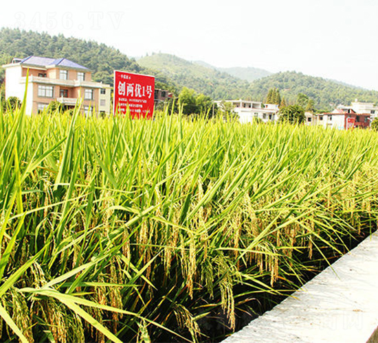 創(chuàng)兩優(yōu)1號-水稻種子-天涯種業(yè)