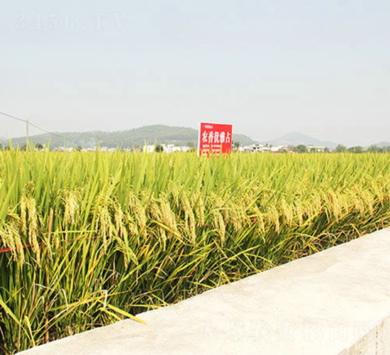 農(nóng)香優(yōu)雅占-水稻種子-天涯種業(yè)