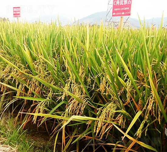 C兩優(yōu)雅占-水稻種子-天涯種業(yè)