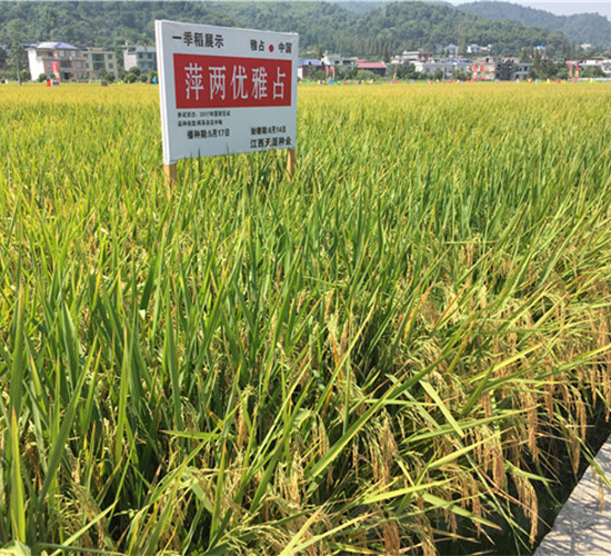 萍兩優(yōu)雅占-水稻種子-天涯種業(yè)