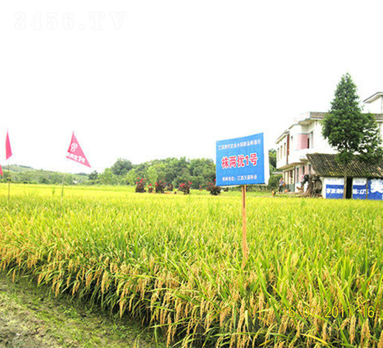 株兩優(yōu)1號-水稻種子-天涯種業(yè)